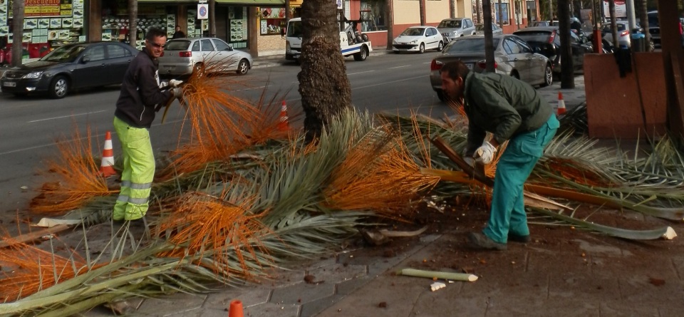 El Ayuntamiento de Almuñécar ultima los trabajos de limpieza de las palmeras