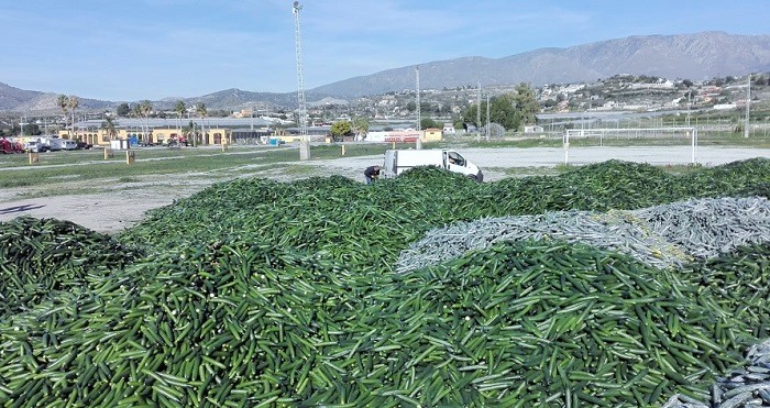 Los agricultores podrán verter sus pepinos en la planta de residuos vegetales de Galindo.jpg